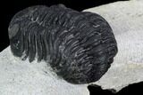 Morocops Trilobite - Visible Eye Facets #120081-4